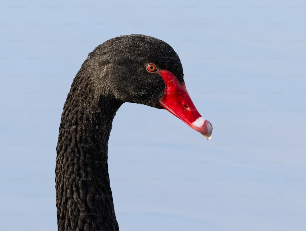 um close up de um cisne preto com um bico vermelho