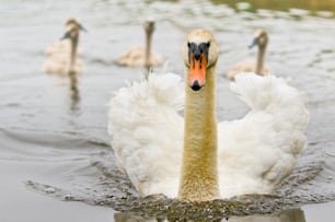 a group of swans swimming on top of a body of water