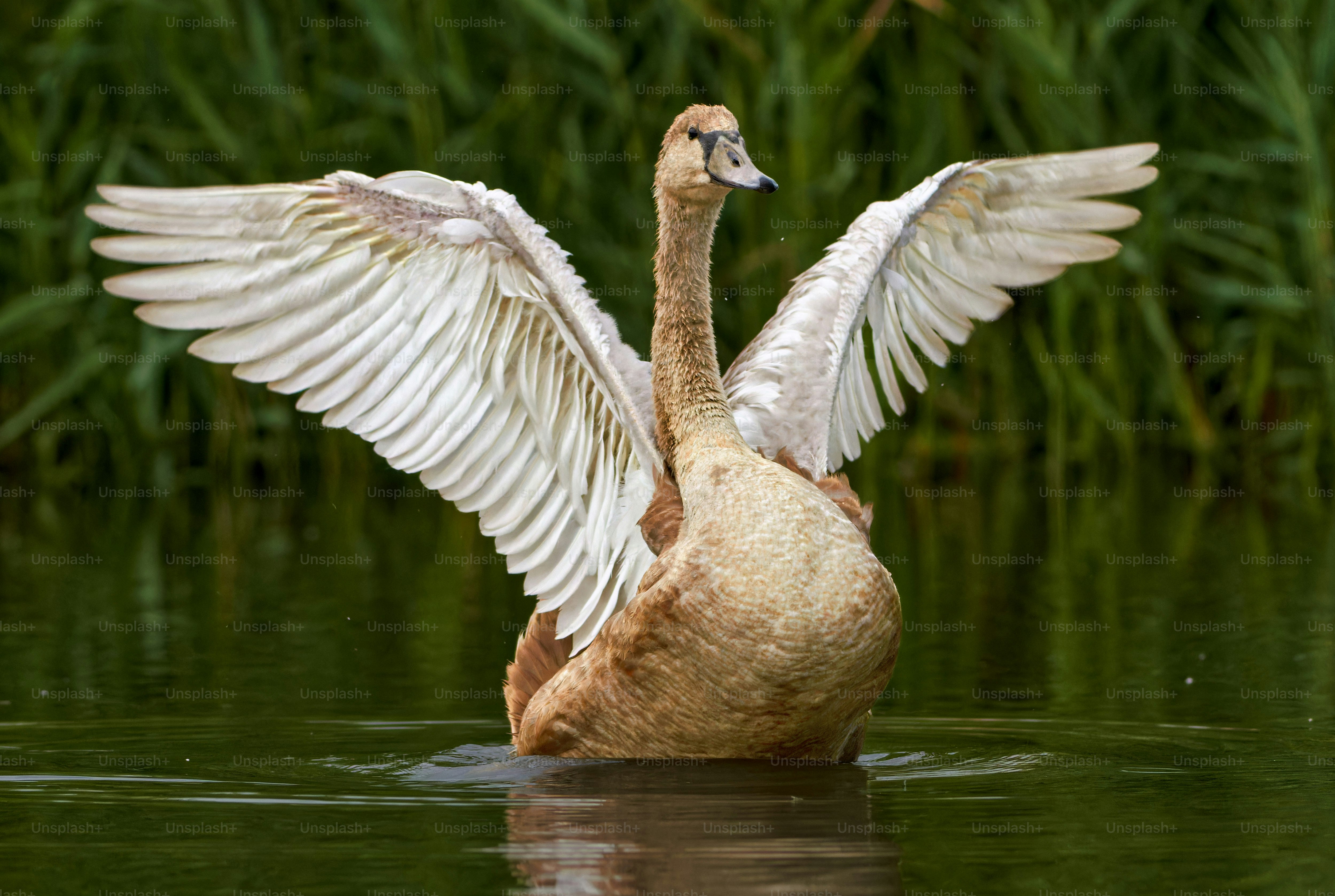 Foto Un pato con sus alas extendidas en el agua – Pájaro Imagen en Unsplash