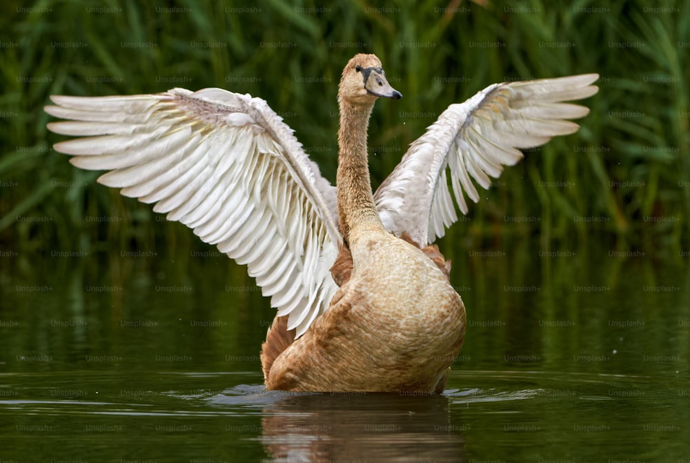 a duck with its wings spread out in the water