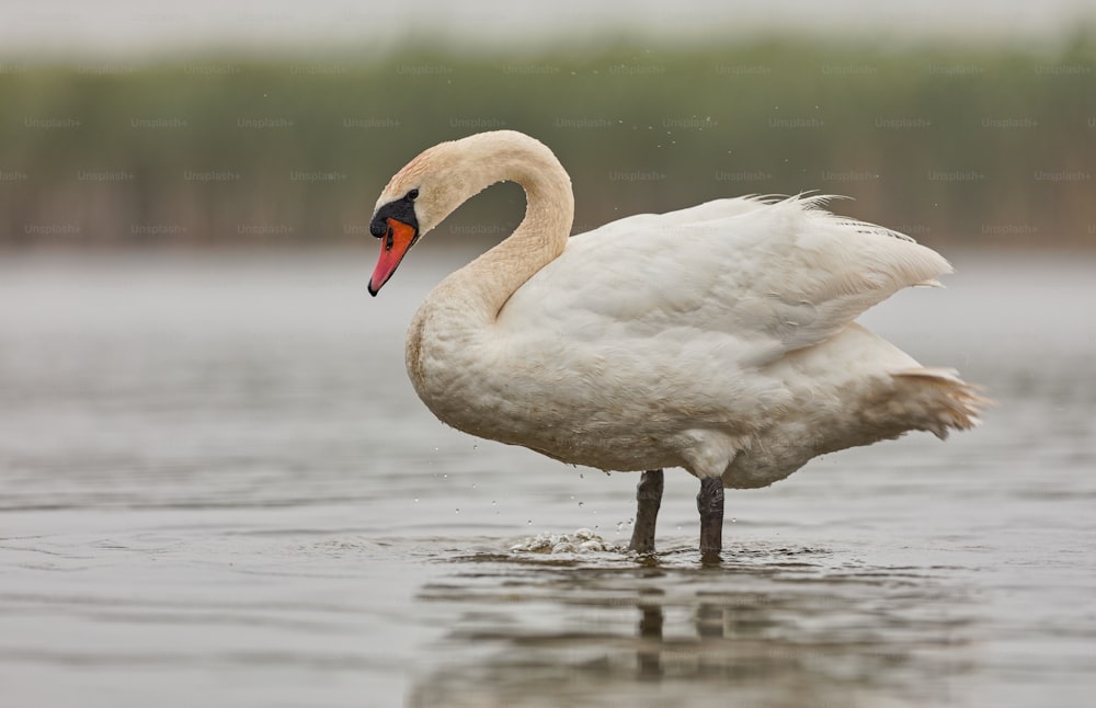 a white swan is standing in the water