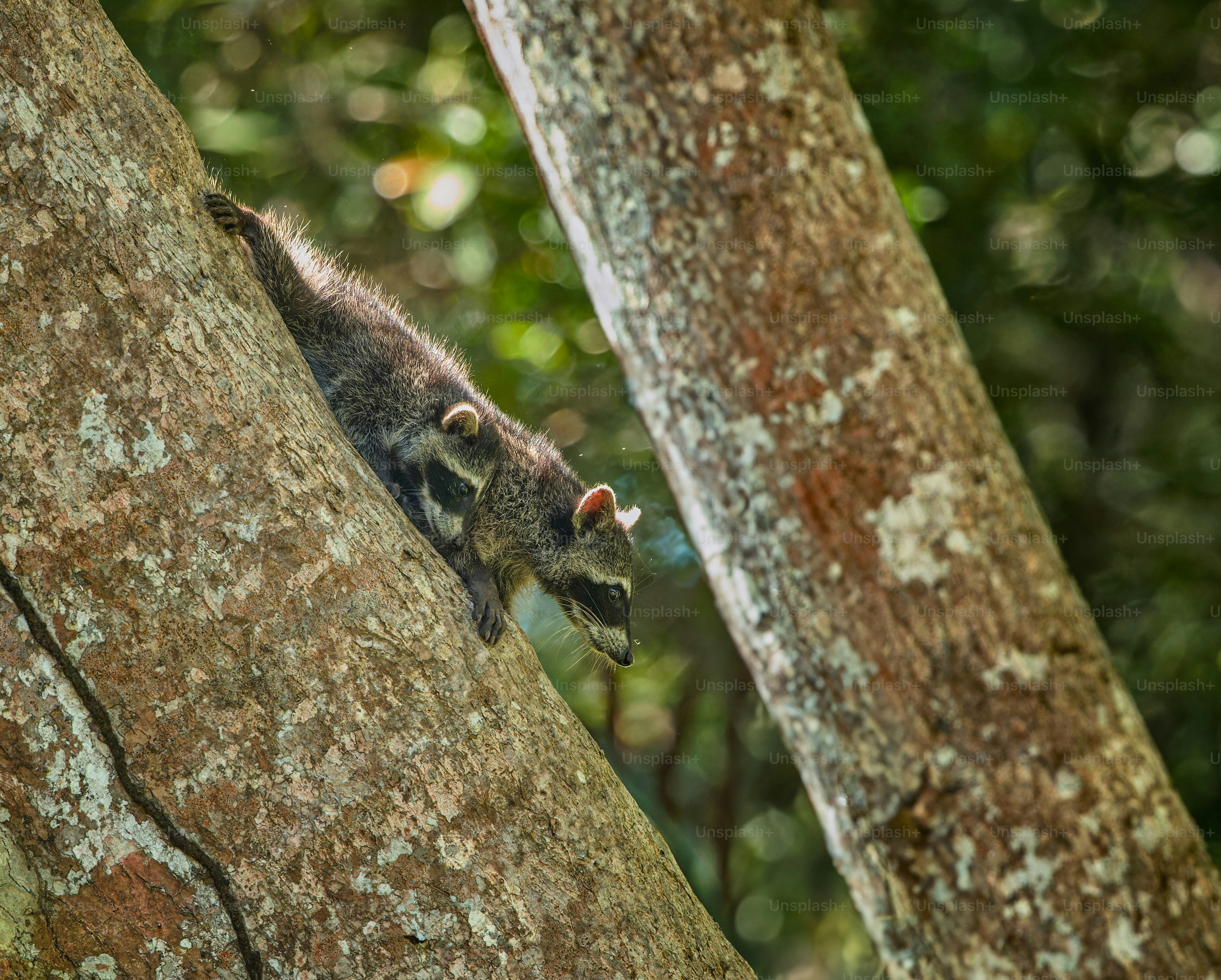 a small animal climbing up the side of a tree