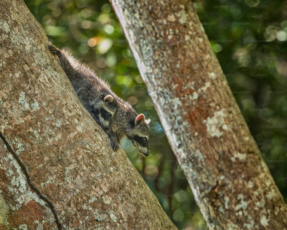 a small animal climbing up the side of a tree