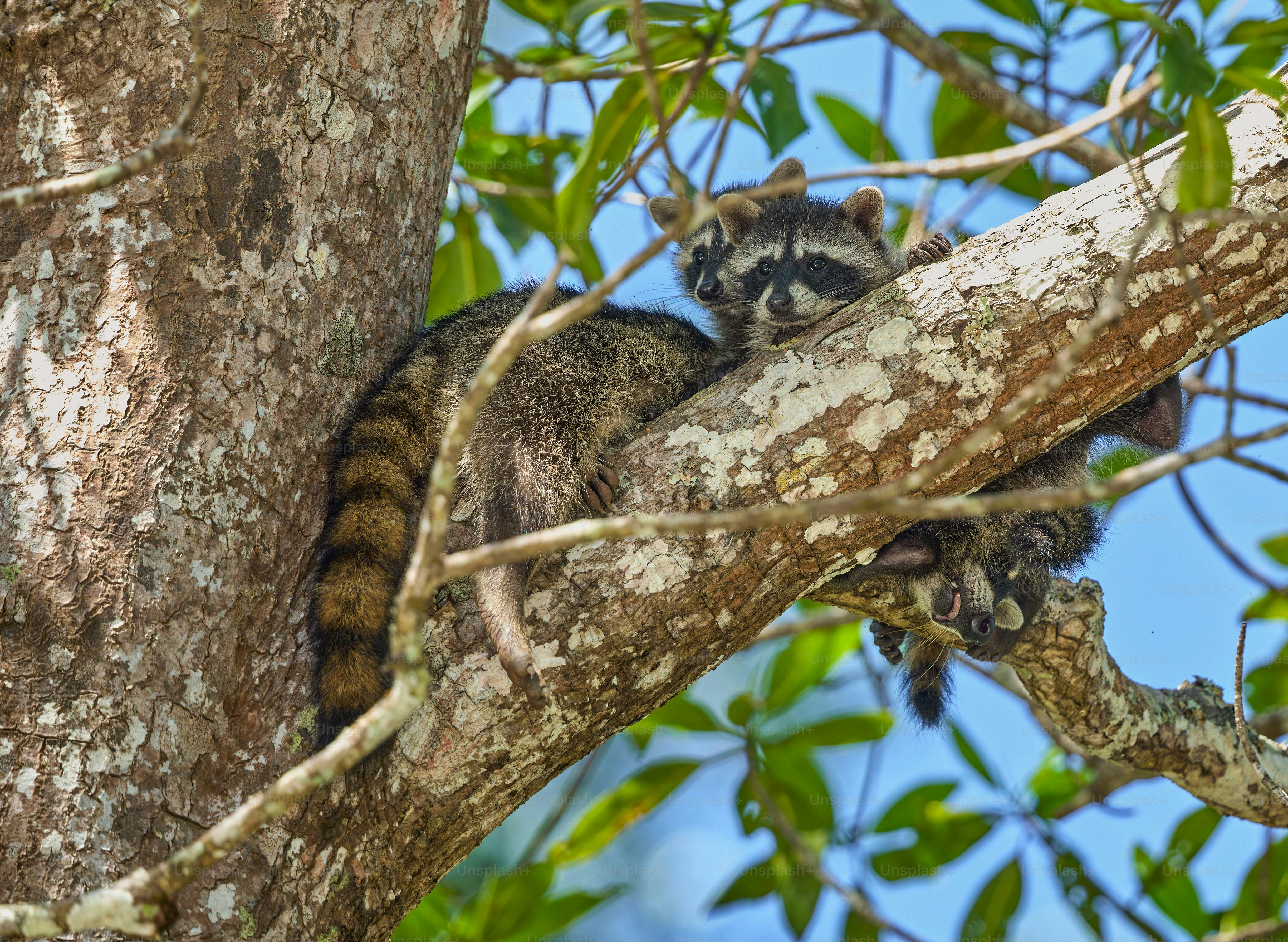 a raccoon is sitting in a tree looking around