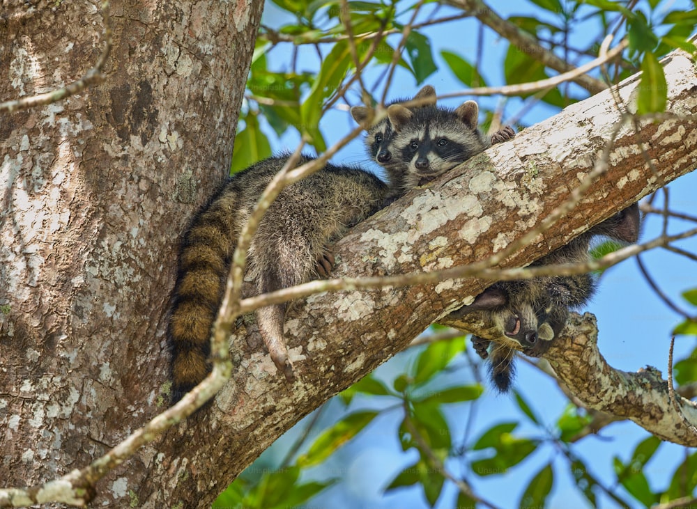 Un raton laveur est assis dans un arbre et regarde autour de lui