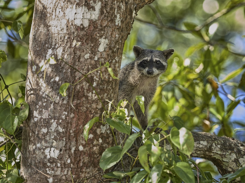 a raccoon is standing on a tree branch