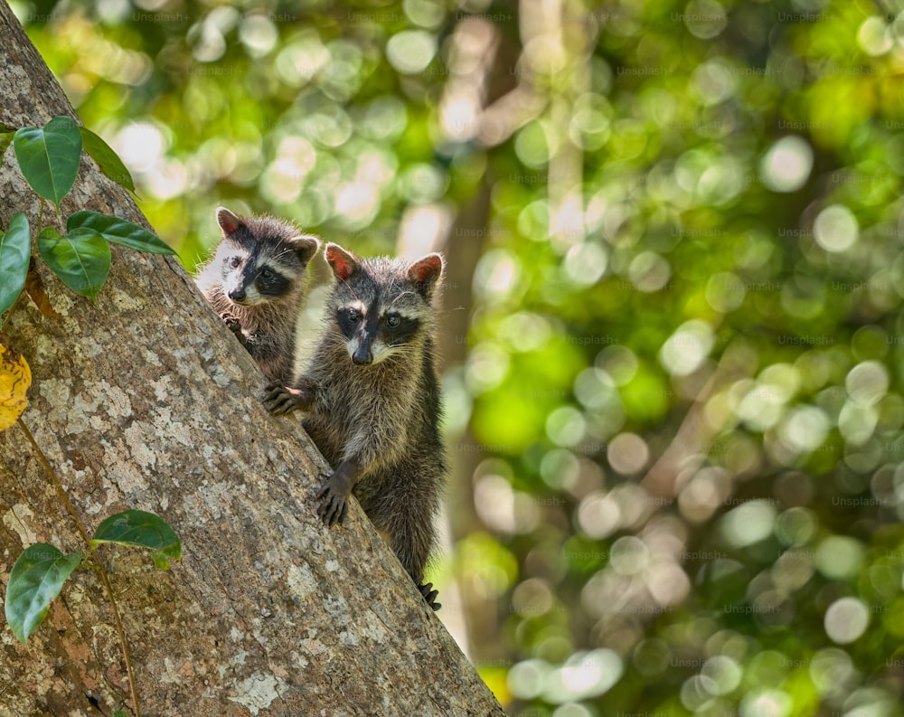 um par de pequenos animais em pé em cima de uma árvore