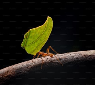葉の上に座っている大きな緑色の虫