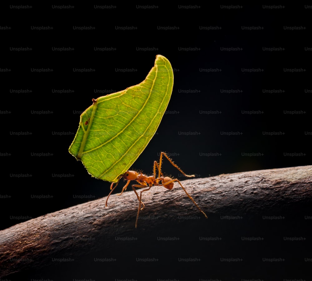 葉の上に座っている��大きな緑色の虫