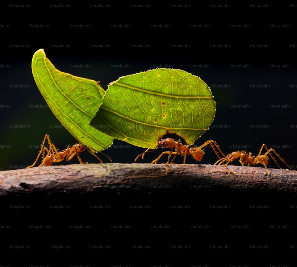 um grupo de formigas em pé em cima de uma folha
