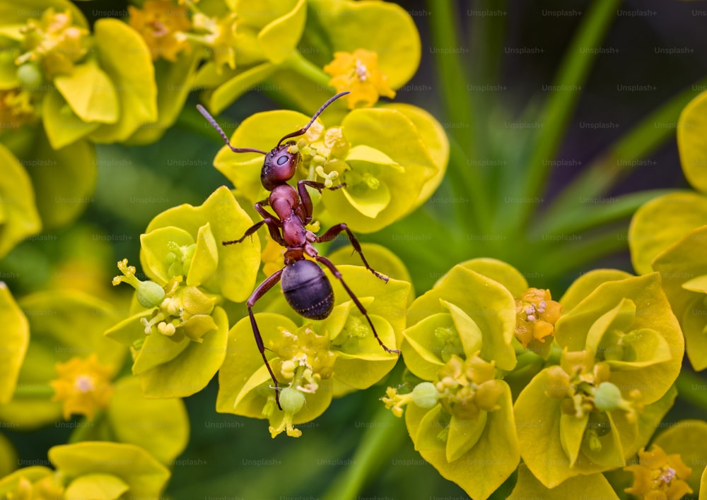 Nahaufnahme von zwei Käfern auf einer Blume