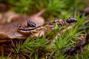 a couple of antelope standing on top of a leaf