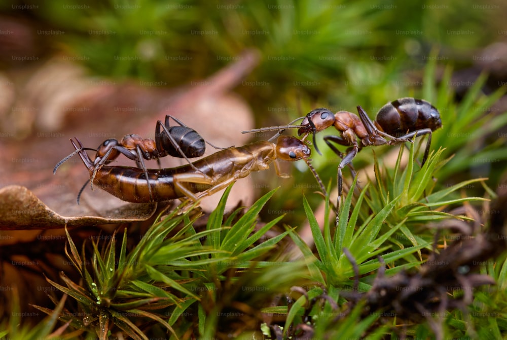 a couple of antelope standing on top of a leaf