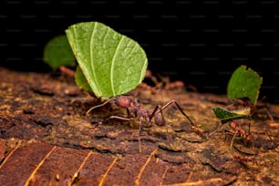 um grupo de formigas caminhando ao longo de um chão coberto de folhas