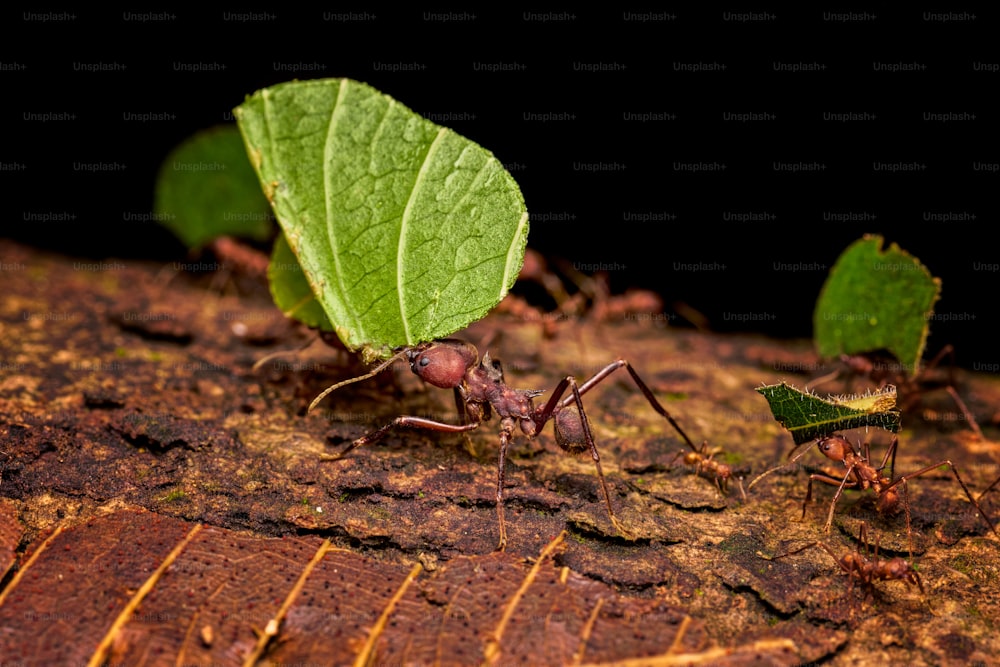 나뭇잎으로 덮인 땅을 따라 걷는 개미 무리