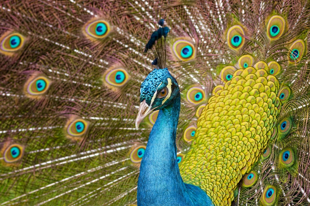 a close up of a peacock with its feathers open