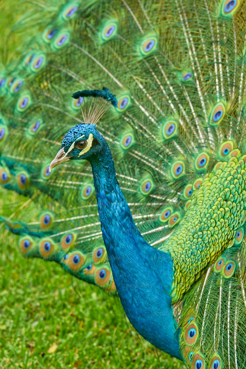 a peacock with its feathers spread out