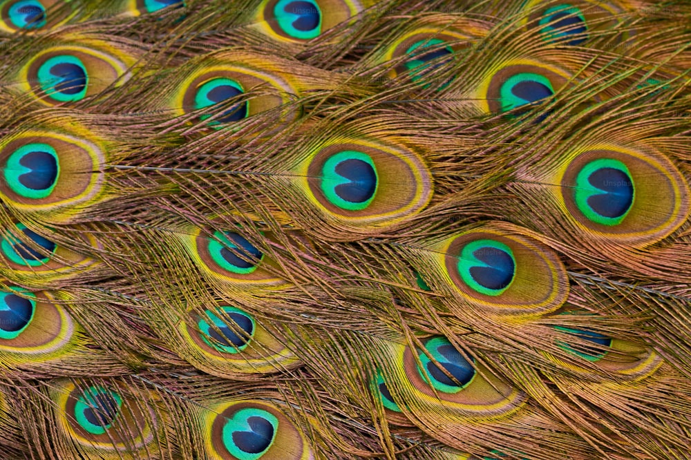 Una vista de cerca de las plumas de un pavo real