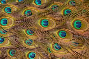 a close up view of a peacock's feathers