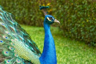 a peacock with its feathers spread out in the grass