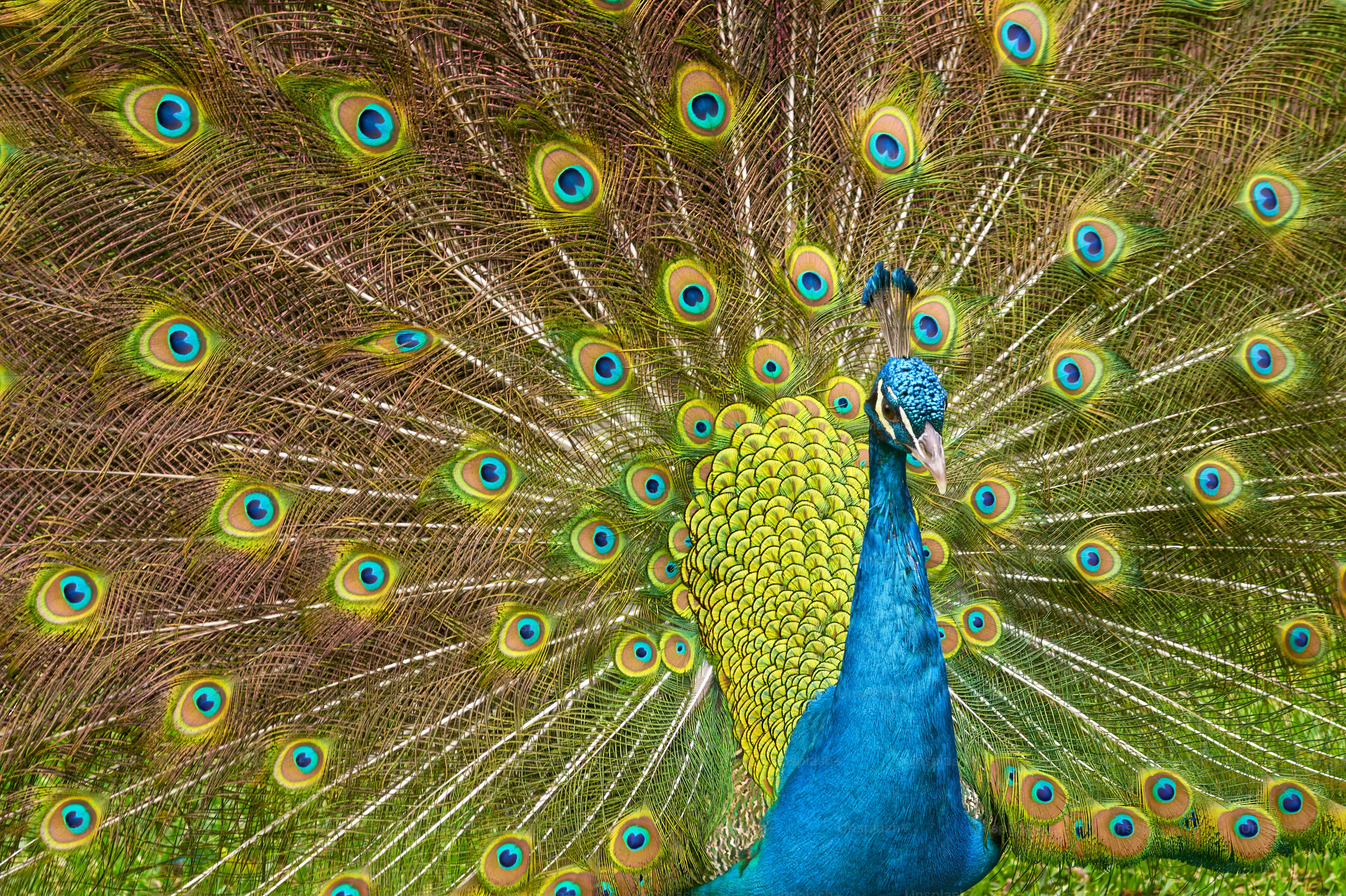 a peacock with its feathers spread out