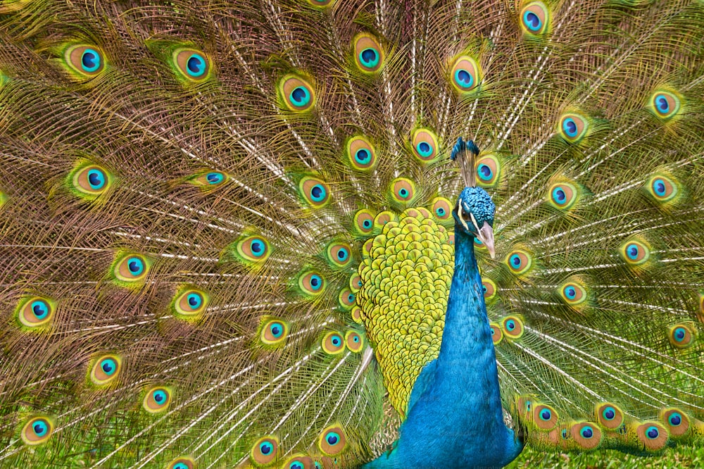 a peacock with its feathers spread out