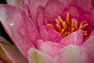 a close up of a pink flower with yellow stamen