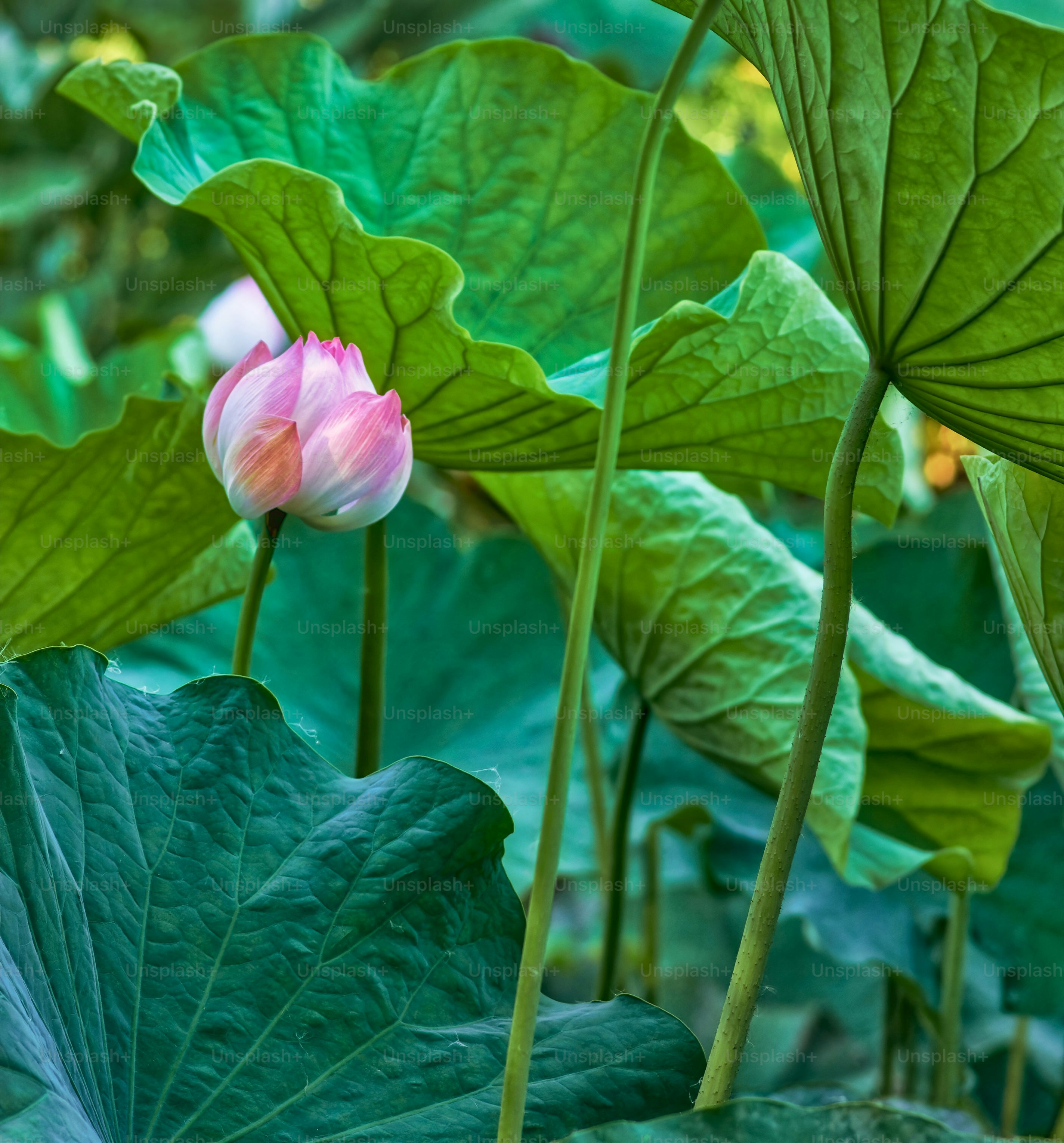 a close up of a pink flower on a green plant