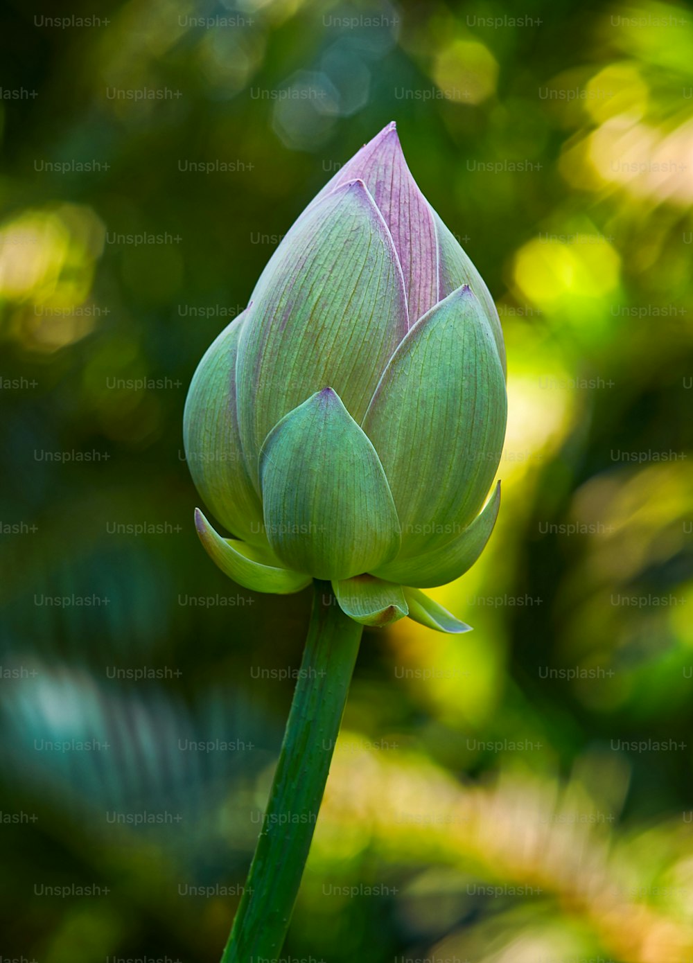 3,592 Lotus Flower Bud Stock Photos, High-Res Pictures, and Images - Getty  Images
