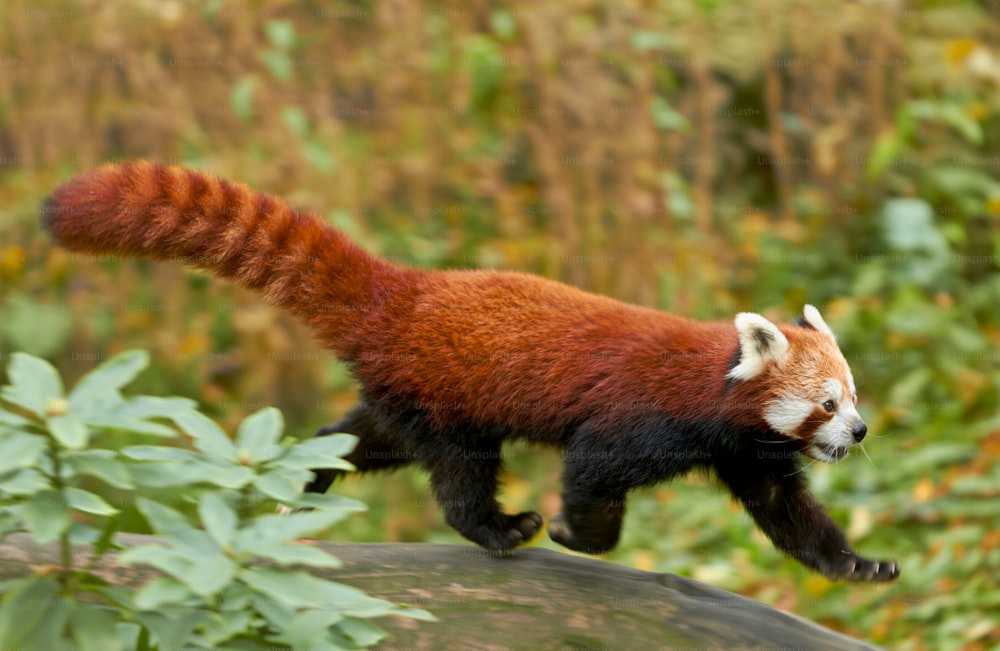 a red panda running on top of a rock
