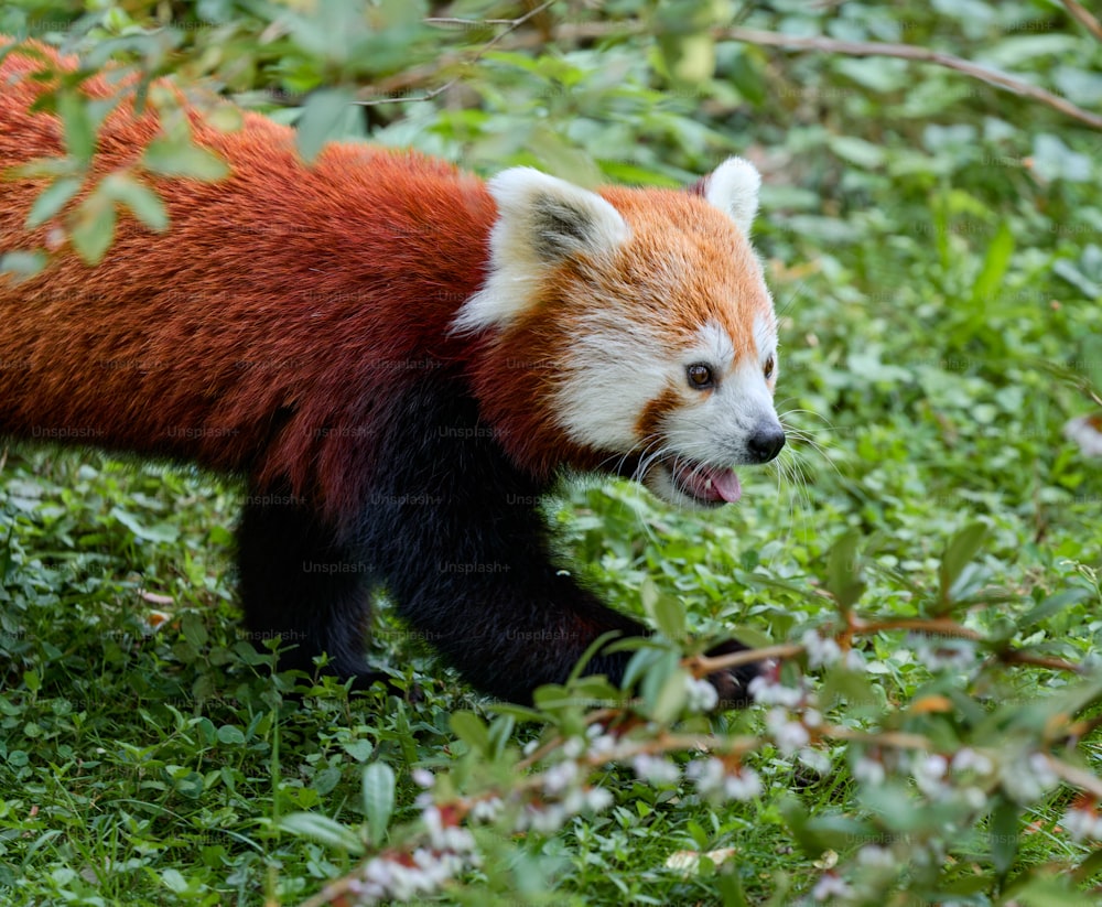 um panda vermelho caminhando por uma floresta verde exuberante