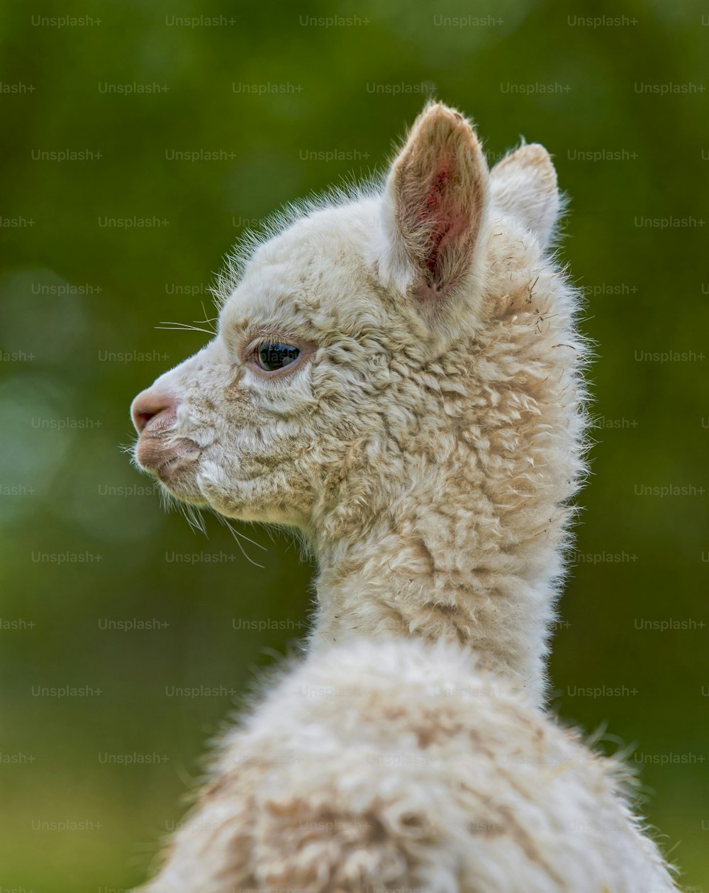 Un primer plano de una alpaca bebé con un fondo borroso