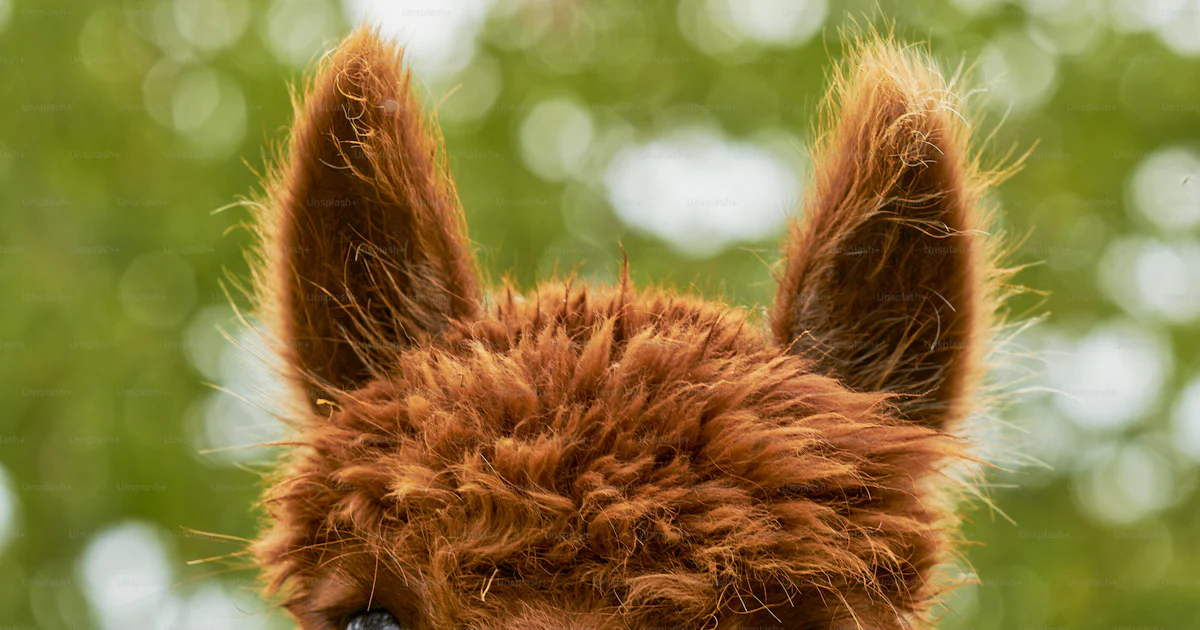 A close up of an alpaca looking at the camera photo – Alpaca Image on ...