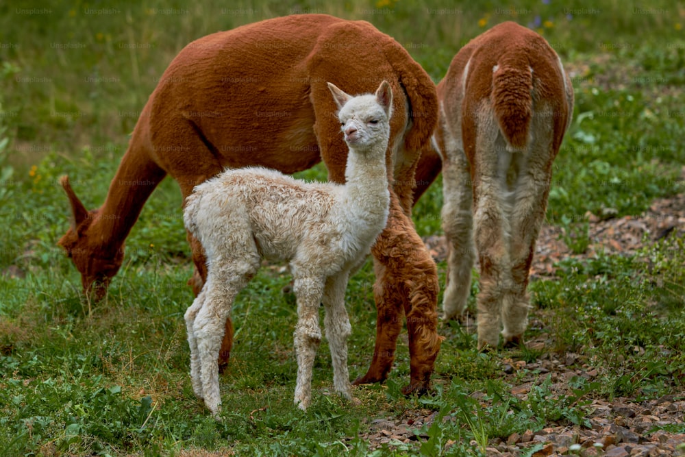 Una madre llama y sus dos bebés pastando en un campo