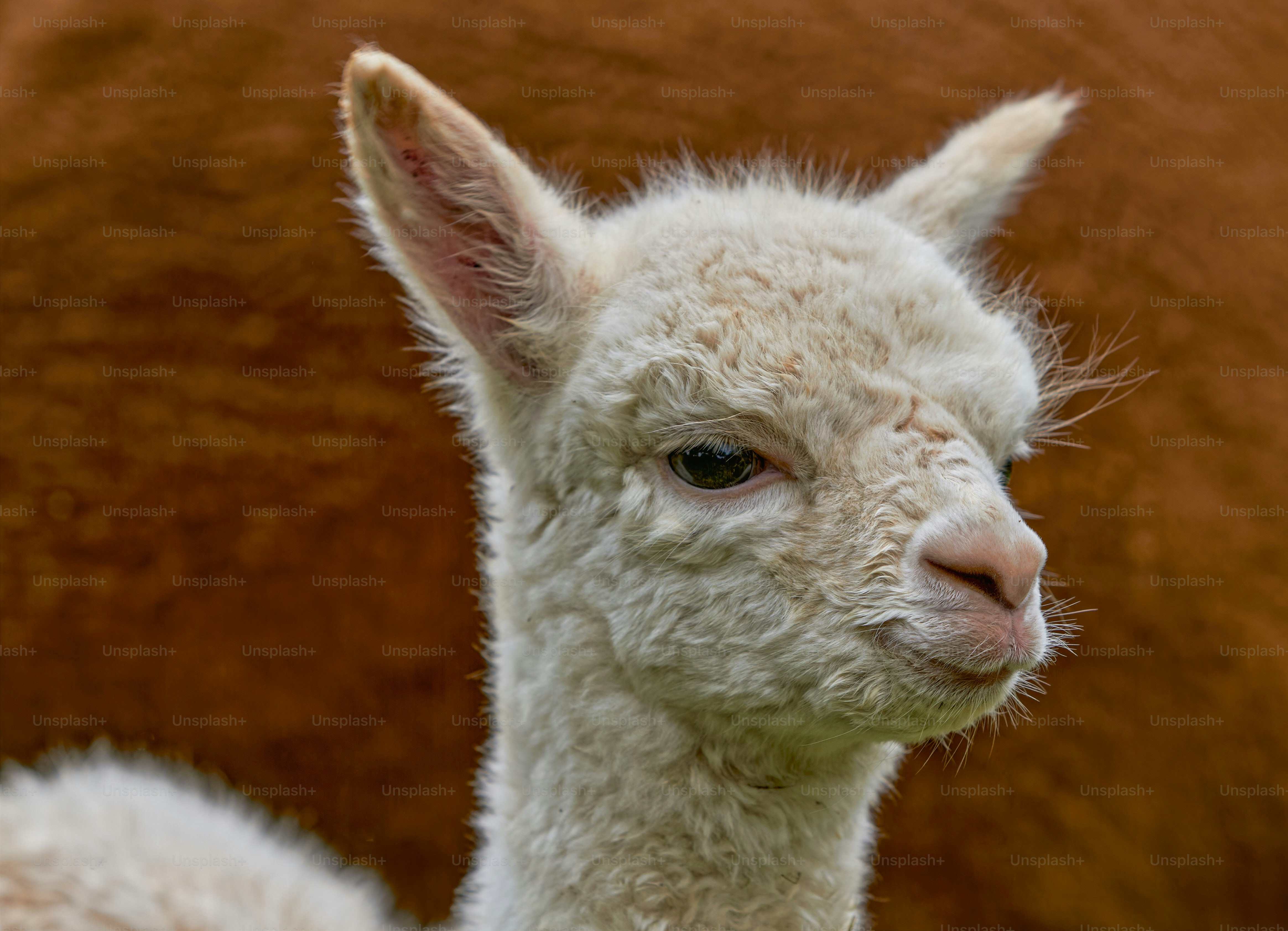 a close up of a baby llama near a brown wall