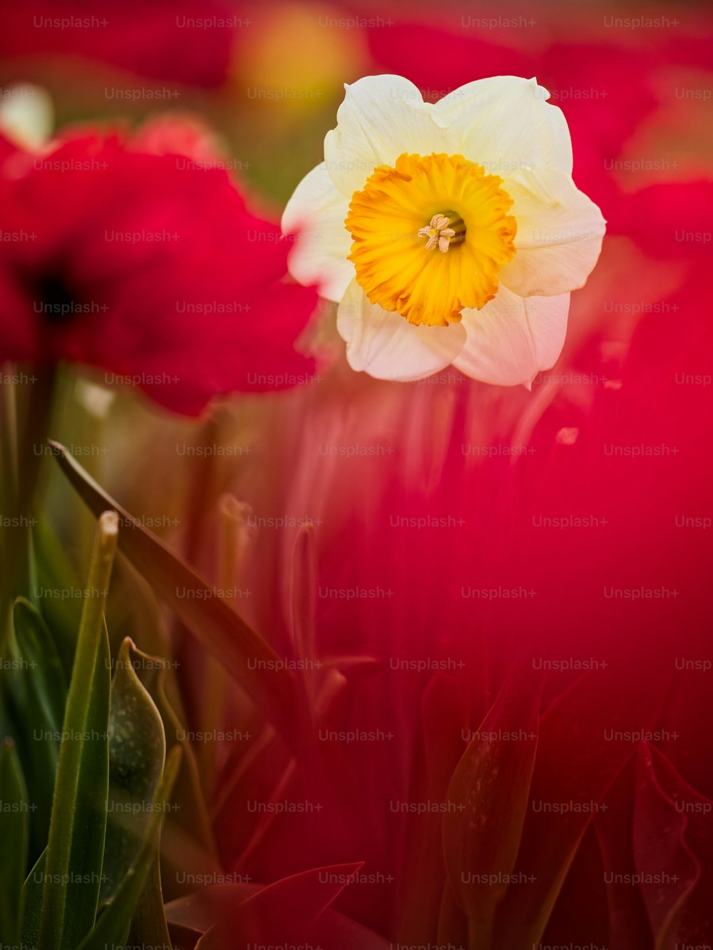 Una sola flor blanca y amarilla en un campo de flores rojas