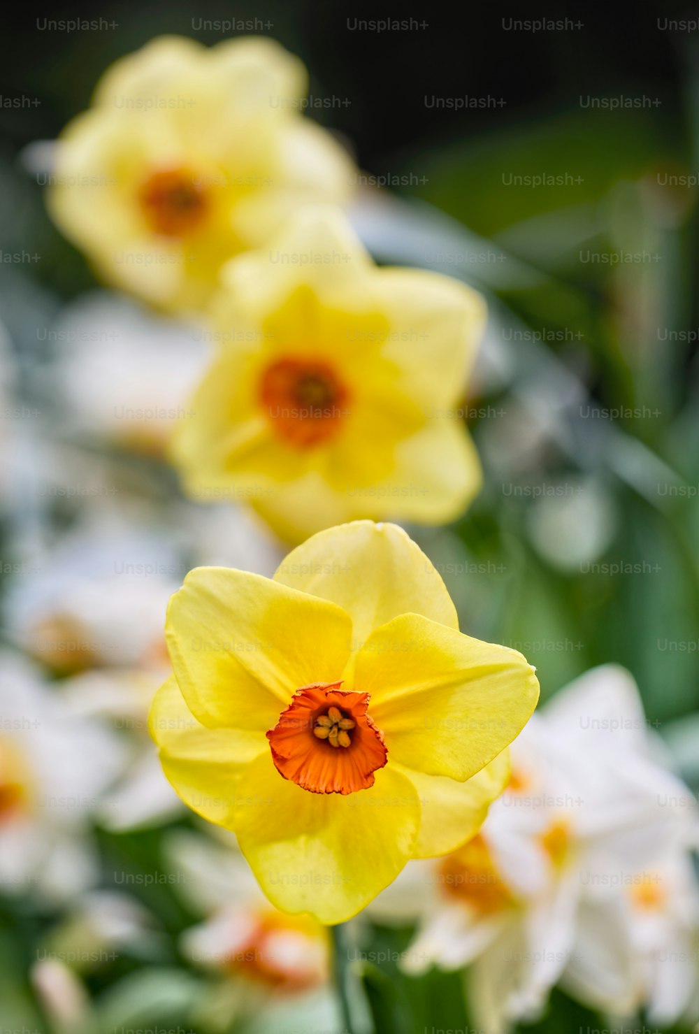 a group of yellow and white flowers in a garden