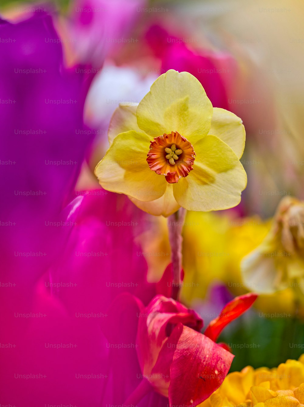 a bunch of flowers that are in the grass