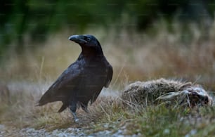 Un pájaro negro parado en la cima de un campo cubierto de hierba