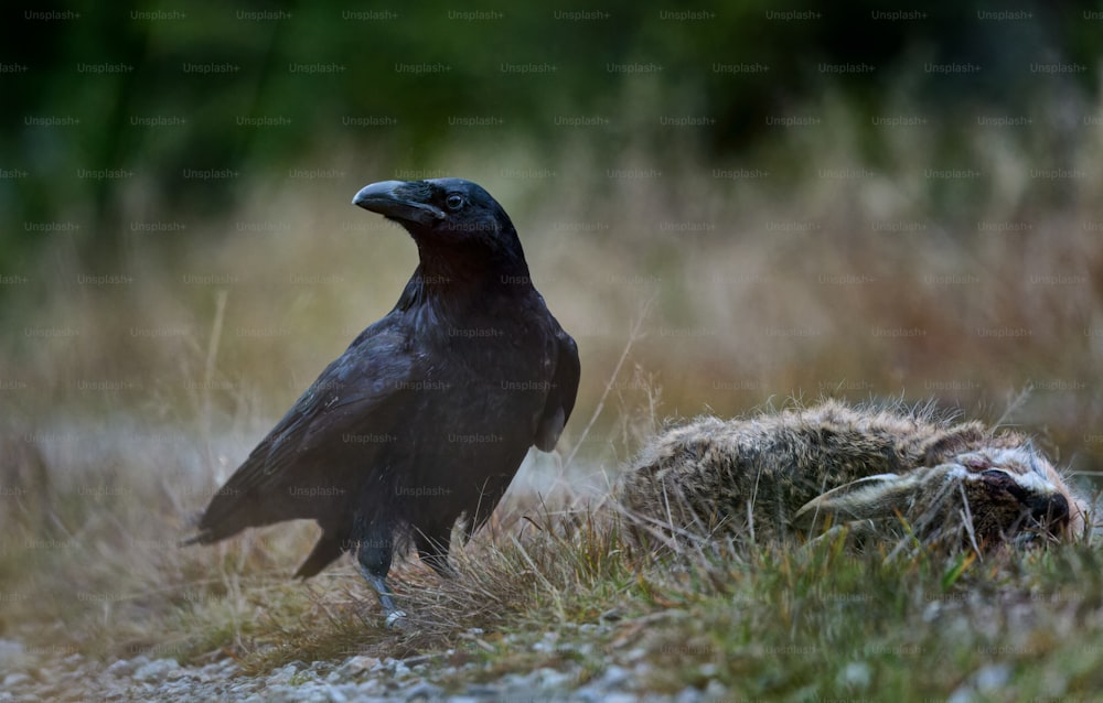 ein schwarzer Vogel, der auf einem grasbedeckten Feld steht