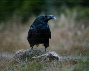 um pássaro preto sentado em cima de uma pilha de feno