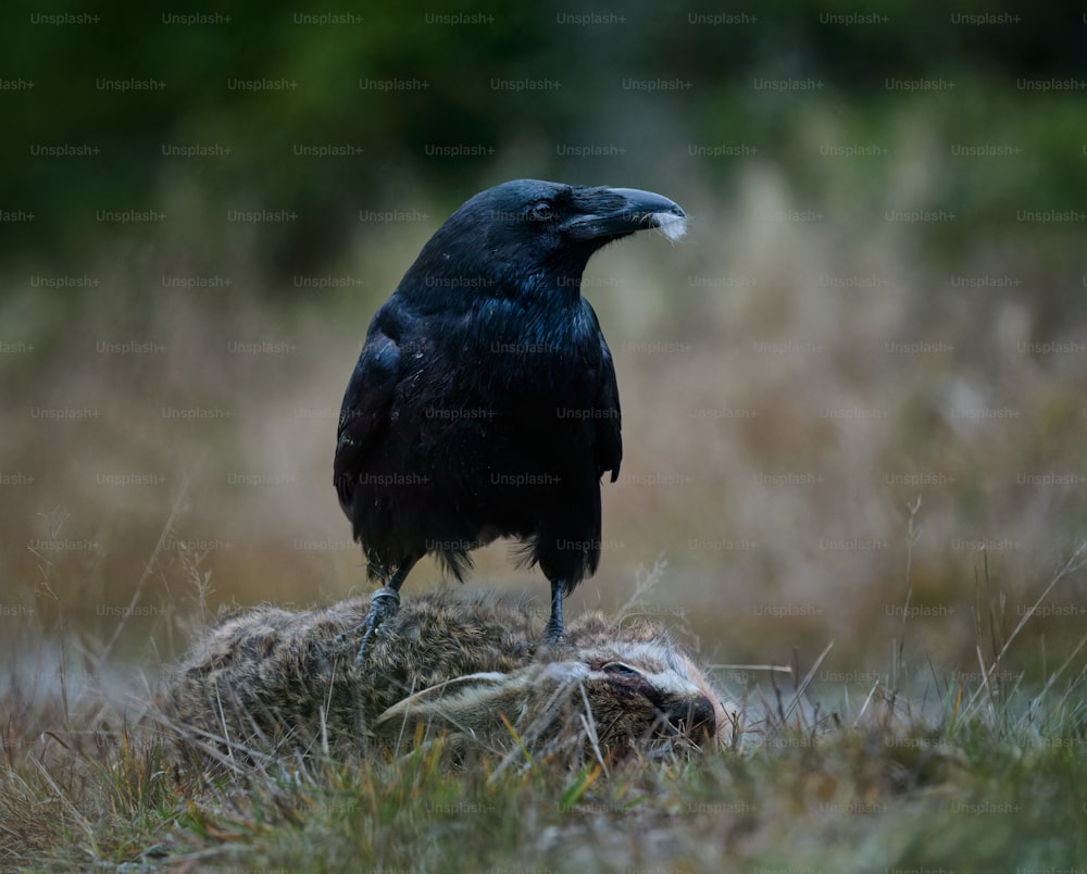 Un uccello nero seduto in cima a un mucchio di fieno