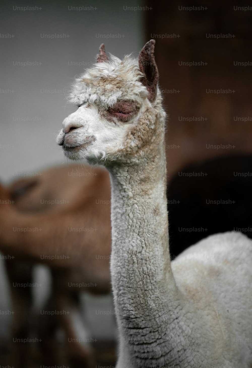 a close up of a llama with other llamas in the background