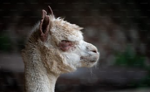 Nahaufnahme des Gesichts eines Lamas mit verschwommenem Hintergrund