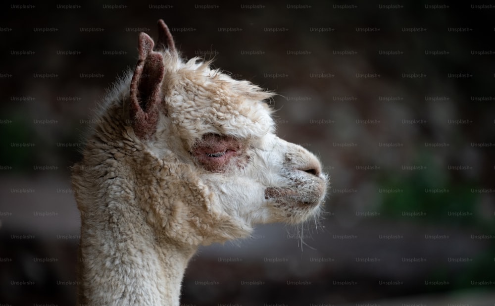 a close up of a llama's face with a blurry background