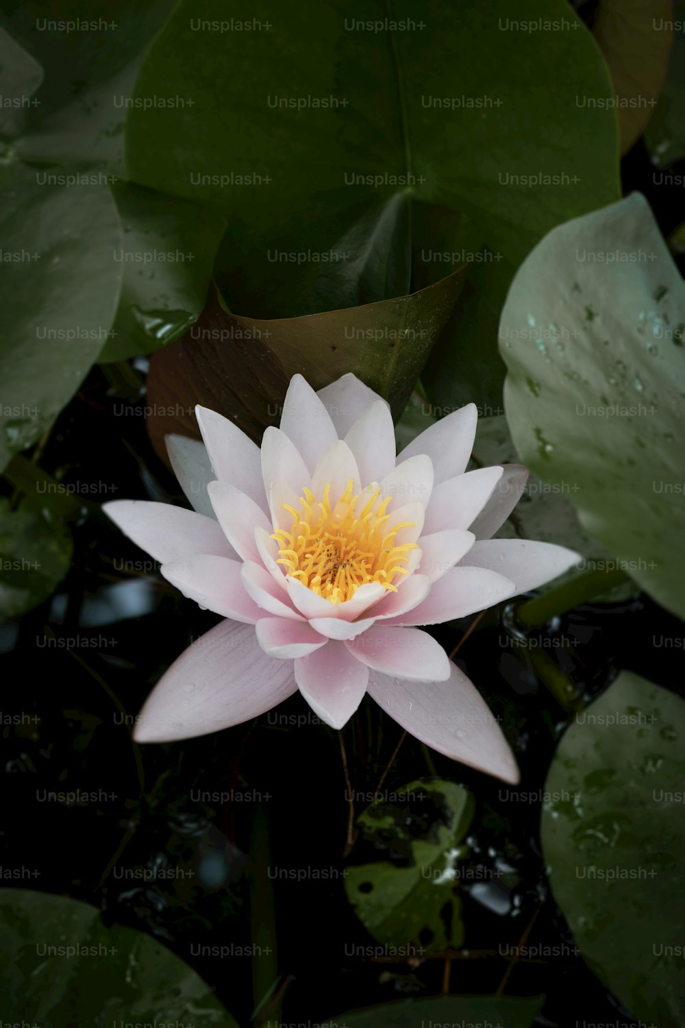 a pink water lily in a pond surrounded by green leaves