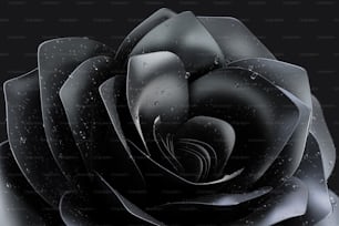 a black rose with water droplets on it