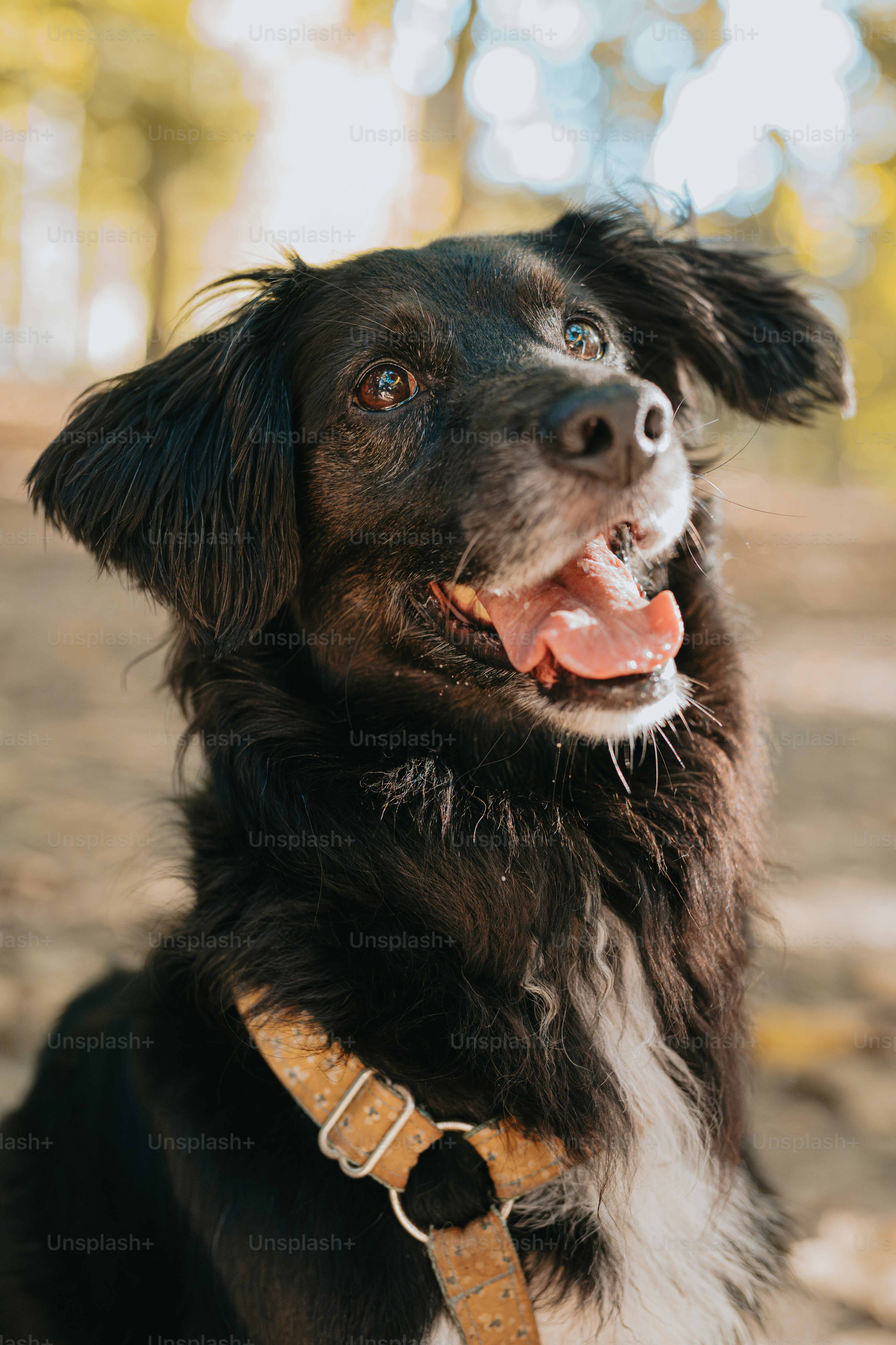 흰색과 갈색 미국 피트 불 테리어 잔디에 앉아있는 사진 – Unsplash의 무료 개 이미지, image size:3000x4500