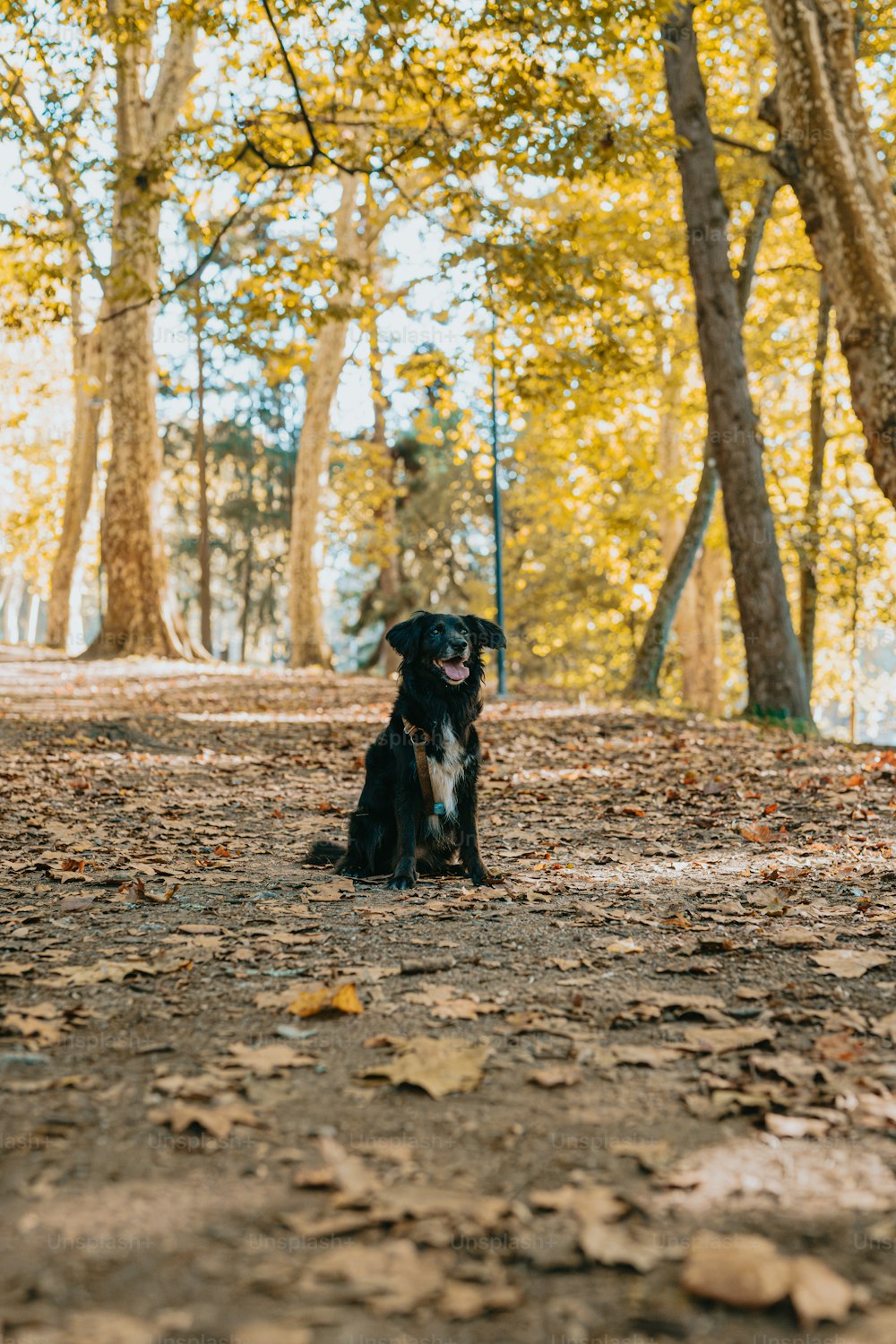 a black dog sitting in the middle of a forest