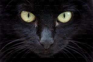 녹색 눈을 가진 검은 고양이의 클로즈업